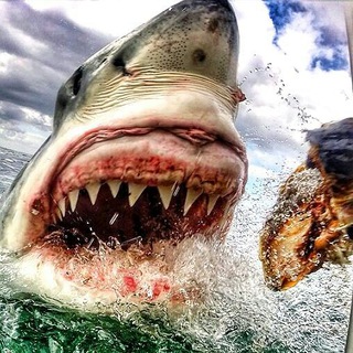 Great White Shark