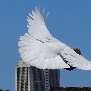 Palomas Cuba