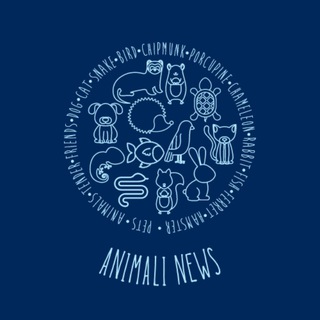 🐕‍🦺 ANIMALI NEWS 🐈‍⬛