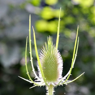 Natur-Seele-Bewusstsein