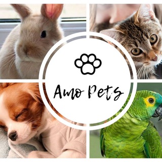 💕Amo Pets🐾