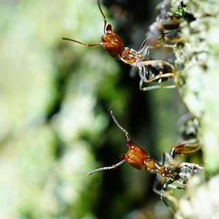 Ants Europe