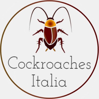 Cockroaches Italia