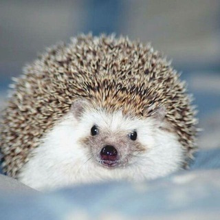 Ёжики | Beautiful Hedgehogs