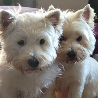 🐾🐾 Westies 🐾🐾