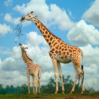 🐫Planète des animaux🇫🇷