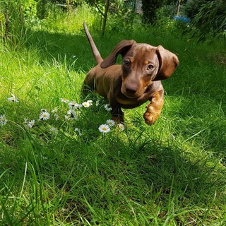 Reden mit Herz und Schnauze 💜Waldis Hütte💜