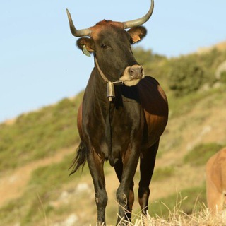 VACUNO DE MONTAÑA